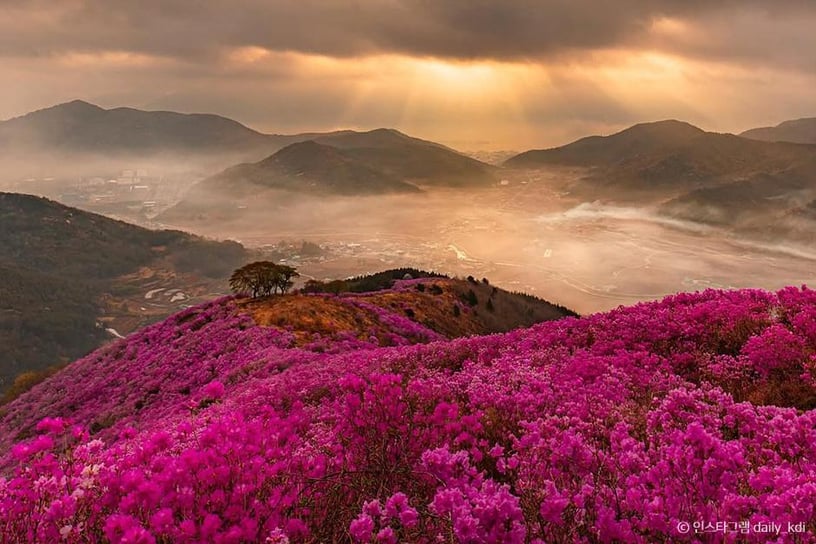 Yeosu Yeongchwi Azaleas